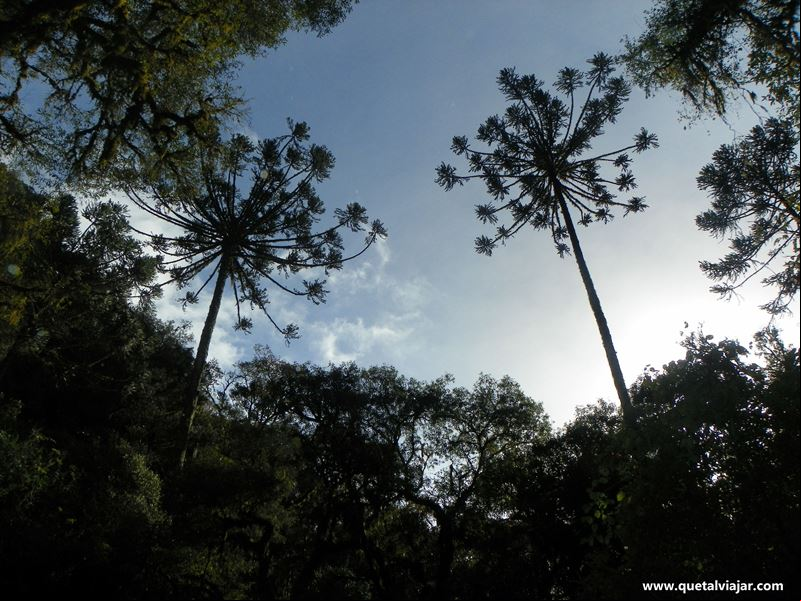 Urubici - Serra Catarinense - Santa Catarina - Regi
