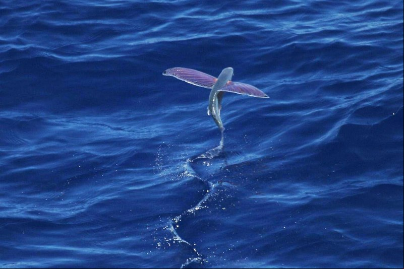 Peixe-voador de Barbados.